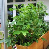 Ein hölzernes Hochbeet mit üppigen grünen Tomatenpflanzen steht vor einem Gebäude in der Nähe einer Anschlagtafel mit verschiedenen Flyern und Hinweisen.