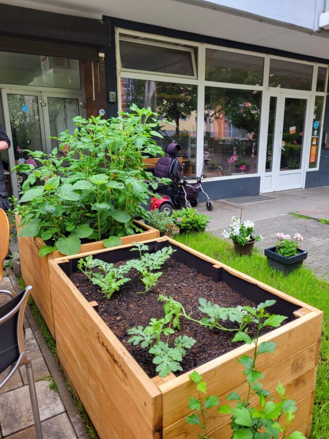 Ein hölzernes Hochbeet mit jungen Pflanzen wächst auf einem Bürgersteig in der Nähe einer Ladenfront. Im Hintergrund schiebt eine Person einen Kinderwagen vorbei an Glasfenstern und Topfblumen auf dem Boden.