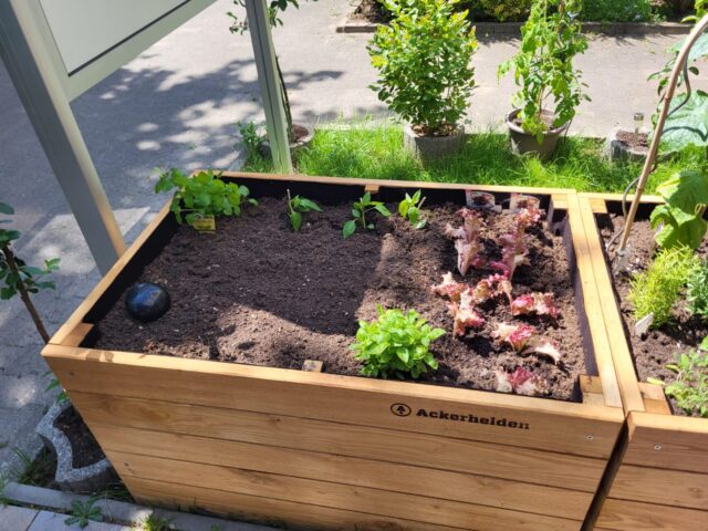 Ein hölzernes Hochbeet mit der Aufschrift Ackerhelden enthält junge Gemüsepflanzen und Blattgemüse, Kräuter und Salat, die in ordentlichen Reihen angeordnet sind. Im Hintergrund sind an einem sonnigen Tag Topfpflanzen zu sehen.